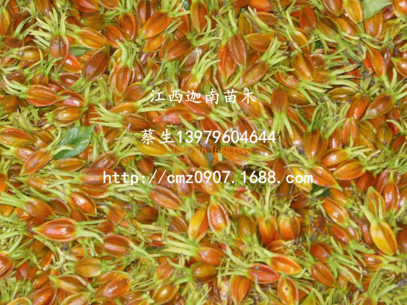 供應(yīng)江西黃梔子苗江西迦南苗木基地自產(chǎn)自銷(xiāo)自用自由價(jià)廉