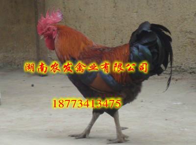 貴州土雞苗圖片/貴州土雞苗樣板圖 (2)