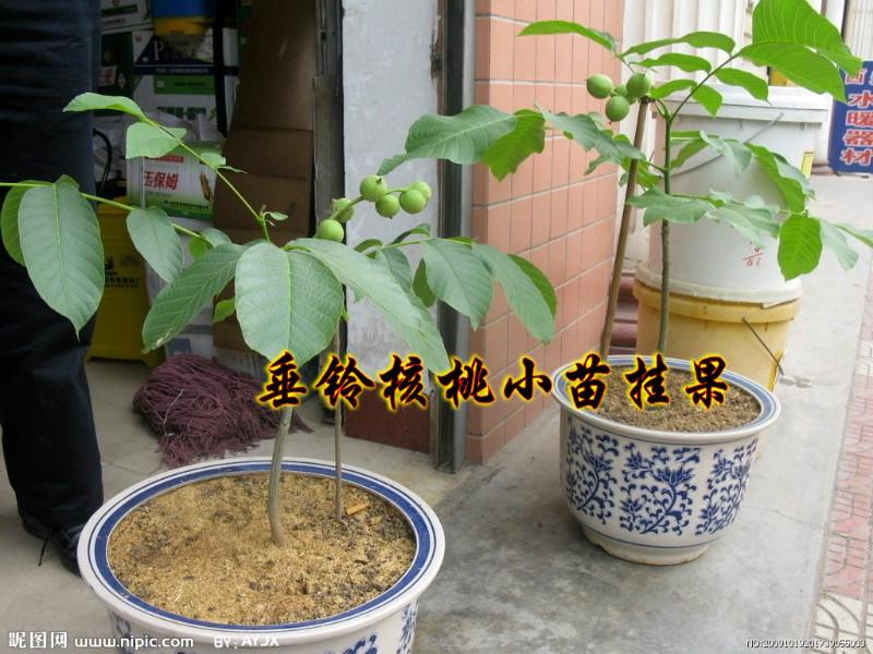 供應(yīng)中國穗狀垂鈴核桃