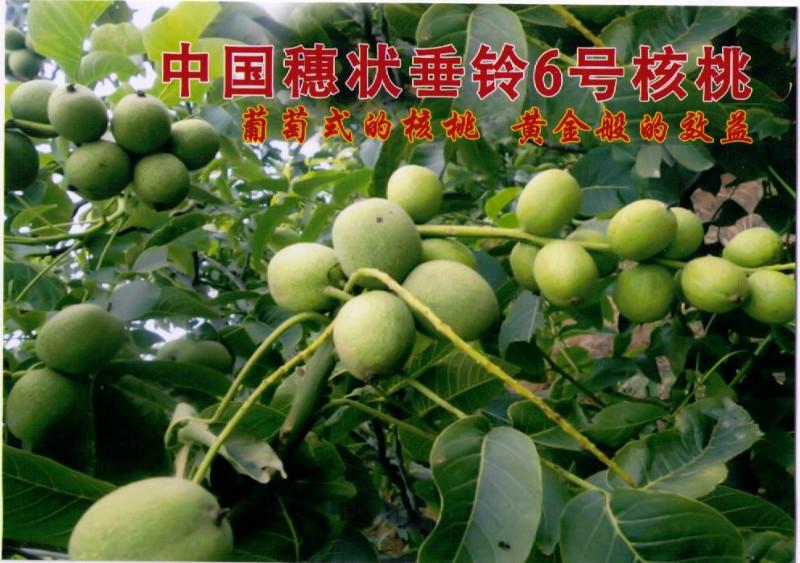 供應(yīng)中國穗狀垂鈴核桃