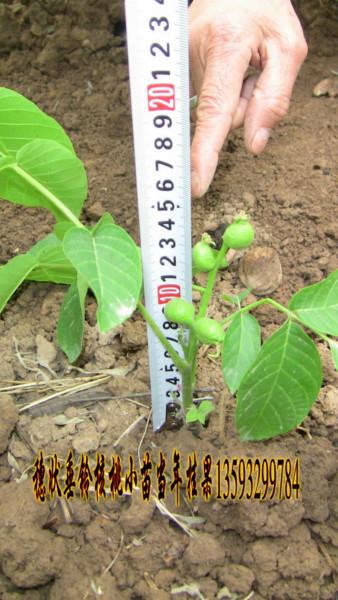 供應(yīng)中國穗狀垂鈴核桃