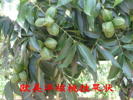 世紀(jì)黃金樹——歐美洋核桃