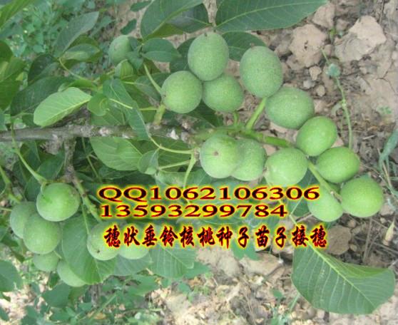 供應(yīng)中國穗狀垂鈴核桃