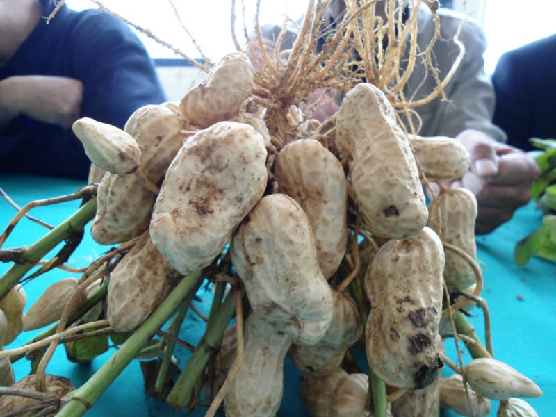 供應(yīng)產(chǎn)量*果*超級花生-巨花三號