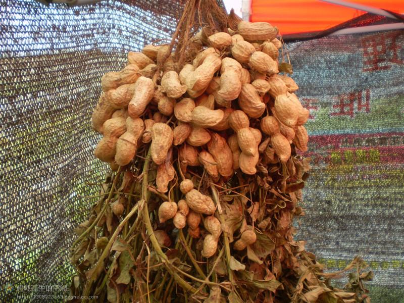 供應(yīng)產(chǎn)量*果*超級花生-巨花三號