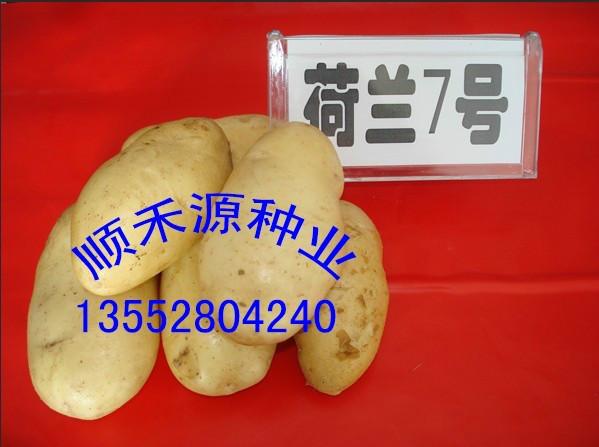 荷蘭15號圖片/荷蘭15號樣板圖 (2)