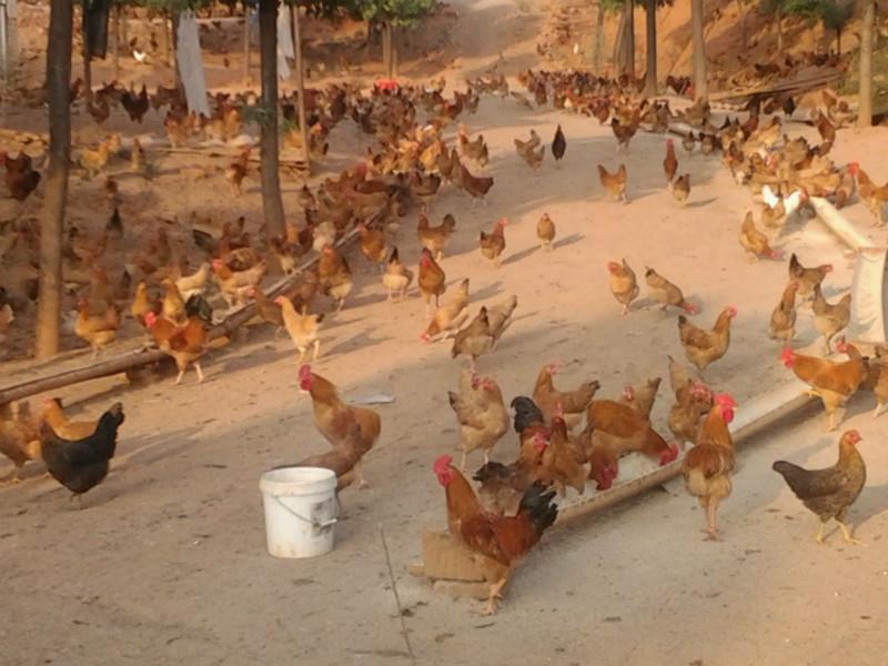 供應(yīng)雞，土雞，土雞苗