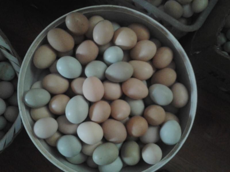 供應(yīng)散養(yǎng)土雞蛋，農(nóng)家土雞蛋，生態(tài)土雞