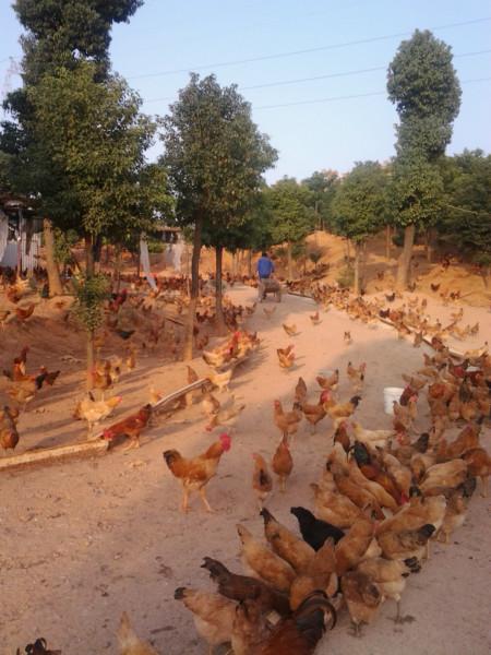 農(nóng)家樂土雞宜昌土雞圖片