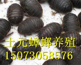 供應(yīng)江西大型土元養(yǎng)殖基地