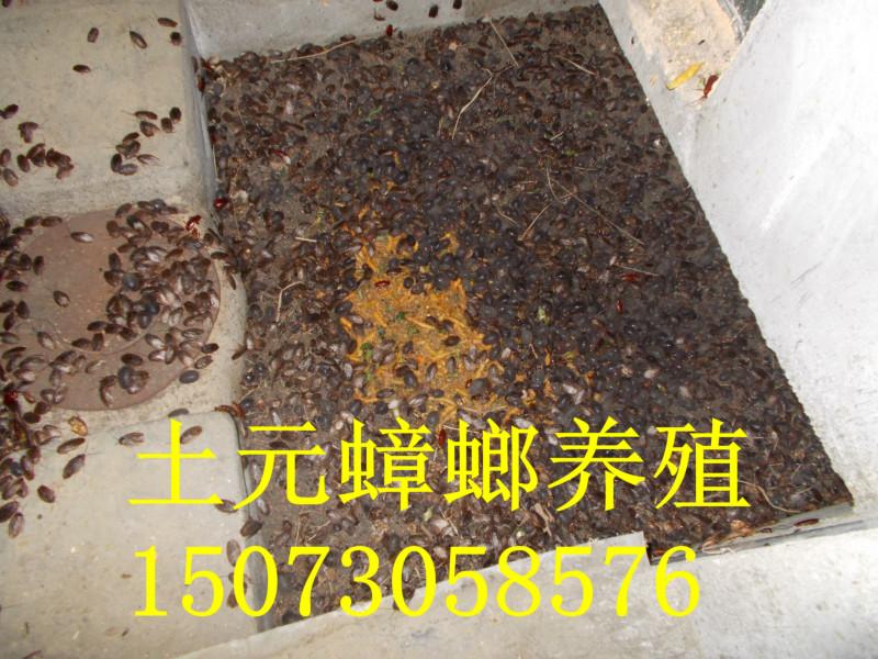 供應(yīng)湖南土元養(yǎng)殖價格_湖南土元養(yǎng)殖供貨商_湖南土元養(yǎng)殖技術(shù)視頻