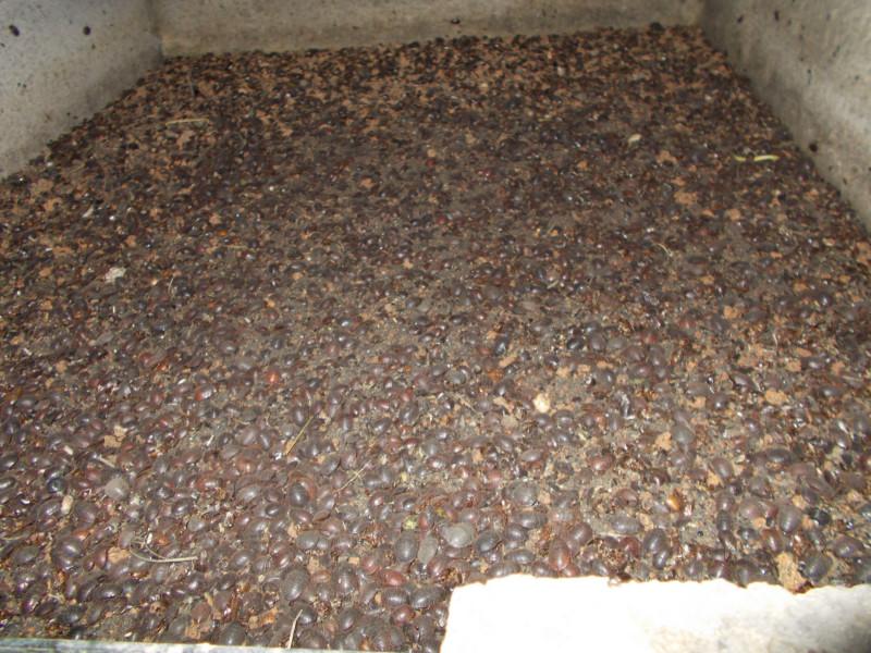 供應(yīng)四川土元/成都土元養(yǎng)殖場