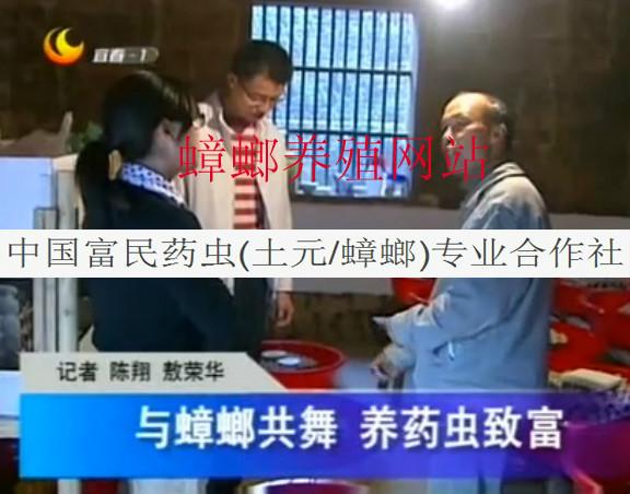 供應(yīng)湖南土元廠商_湖南土元批發(fā)價(jià)_湖南土元養(yǎng)殖要點(diǎn)_湖南土元蟑螂混養(yǎng)