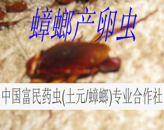 供應(yīng)揭陽蟑螂養(yǎng)殖場_揭陽蟑螂養(yǎng)殖技術(shù)_揭陽蟑螂養(yǎng)殖培訓_揭陽蟑螂養(yǎng)殖
