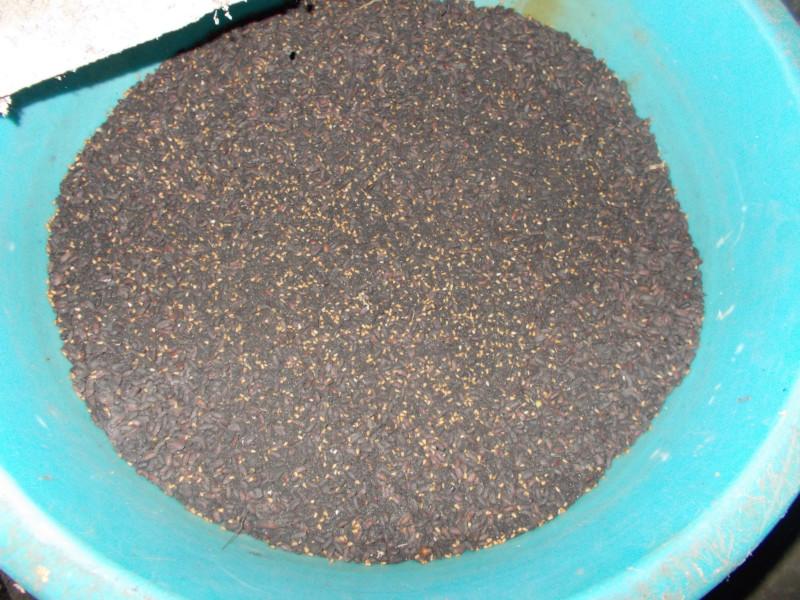 供應土元養(yǎng)殖成本/土元養(yǎng)殖要投資多少錢/土元養(yǎng)殖投資風險