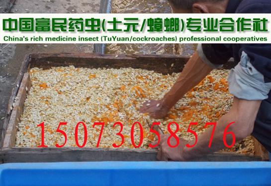 供應(yīng)海南樂東土元養(yǎng)殖_海南樂東土元養(yǎng)殖技術(shù)_海南樂東土元養(yǎng)殖視頻