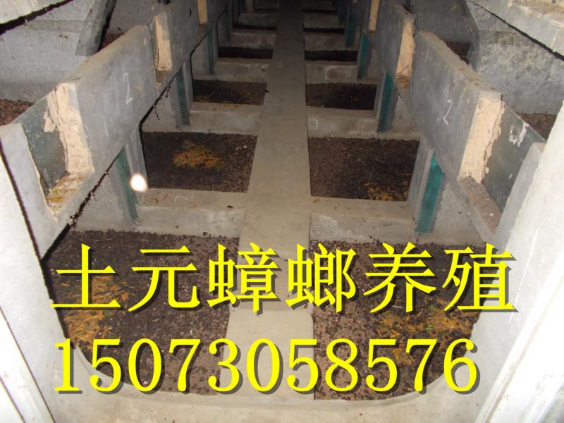 供應(yīng)湖南土元養(yǎng)殖價格_湖南土元養(yǎng)殖供貨商_湖南土元養(yǎng)殖技術(shù)視頻