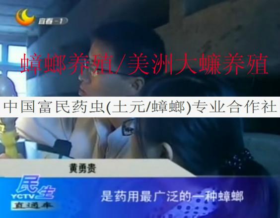 供應(yīng)一斤土元數(shù)量/土元重量/蟑螂數(shù)量/蟑螂重量