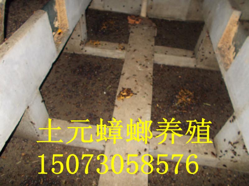 供應(yīng)廣西土元養(yǎng)殖培訓(xùn)_廣西土元養(yǎng)殖_廣西土元養(yǎng)殖技術(shù)_土元養(yǎng)殖培訓(xùn)