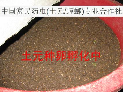 宜春土元新余蟑螂萍鄉(xiāng)土元蟑螂養(yǎng)殖基地