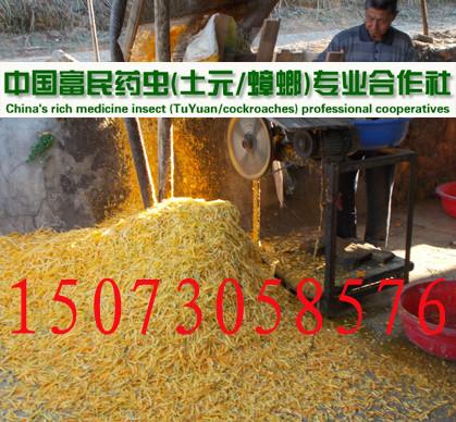 供應(yīng)江西地鱉養(yǎng)殖