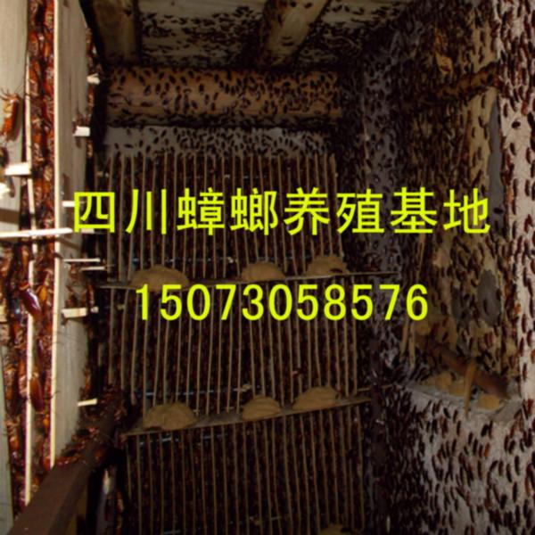 供應(yīng)湖南蟑螂養(yǎng)殖基地