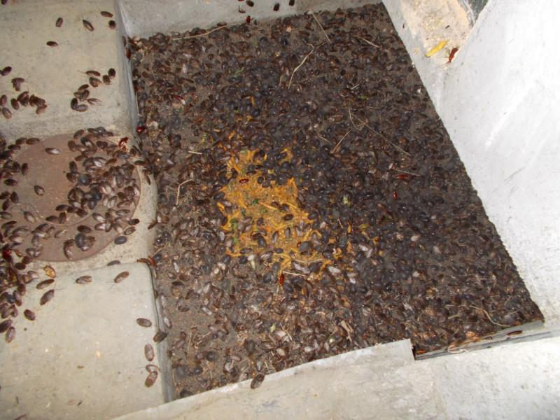 供應(yīng)清遠(yuǎn)土元養(yǎng)殖場(chǎng)養(yǎng)殖/清遠(yuǎn)土元養(yǎng)殖基地