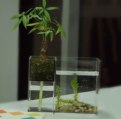 九龍城有機(jī)玻璃魚缸圖片