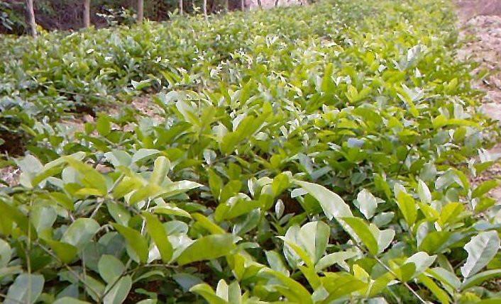 供應(yīng)優(yōu)質(zhì)牛大力種子報(bào)價(jià)︳優(yōu)質(zhì)牛大力種苗供貨商︳優(yōu)質(zhì)牛大力種子種植