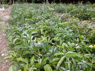 廣西優(yōu)質(zhì)牛大力種苗批發(fā)圖片