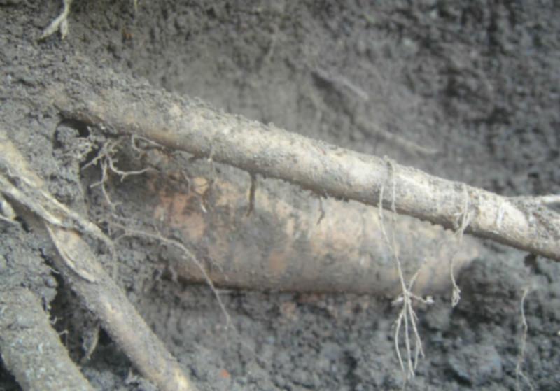 廣西牛大力種苗*價(jià)格/廣西牛大力種苗供貨商/廣西牛大力種苗種植戶