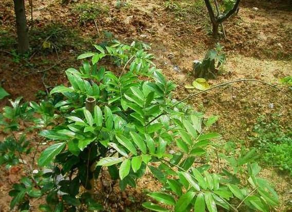 供應(yīng)廣西牛大力苗種植場︳廣西牛大力苗廠家電話︳廣西牛大力苗苗場電話