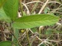 供應(yīng)優(yōu)質(zhì)牛大力種子報(bào)價(jià)︳優(yōu)質(zhì)牛大力種苗供貨商︳優(yōu)質(zhì)牛大力種子種植