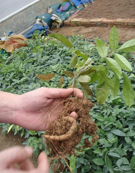 供應(yīng)廣西牛大力種苗批發(fā)