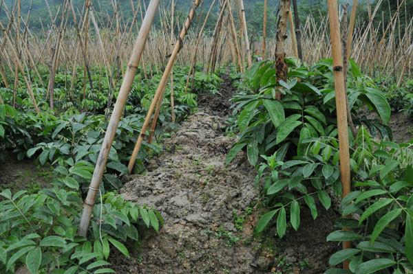 供應牛大力種苗報價