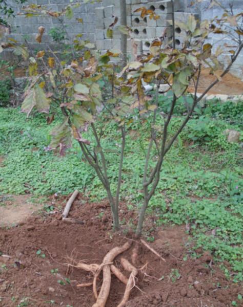 賓陽圖片/賓陽樣板圖 (3)