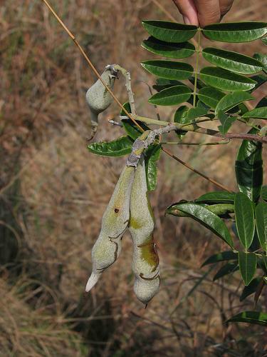 供應(yīng)牛大力種苗廣西批發(fā)