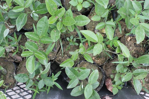 供應(yīng)廣西牛大力種苗批發(fā)