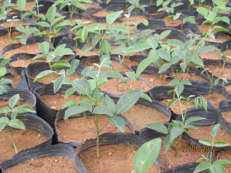 供應(yīng)福建牛大力種子報(bào)價(jià)