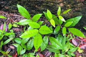 供應(yīng)廣西牛大力種苗批發(fā)