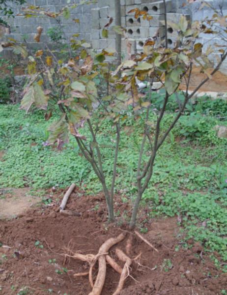 供應(yīng)牛大力種苗廣西批發(fā)