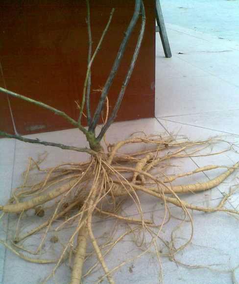 供應南寧牛大力好好