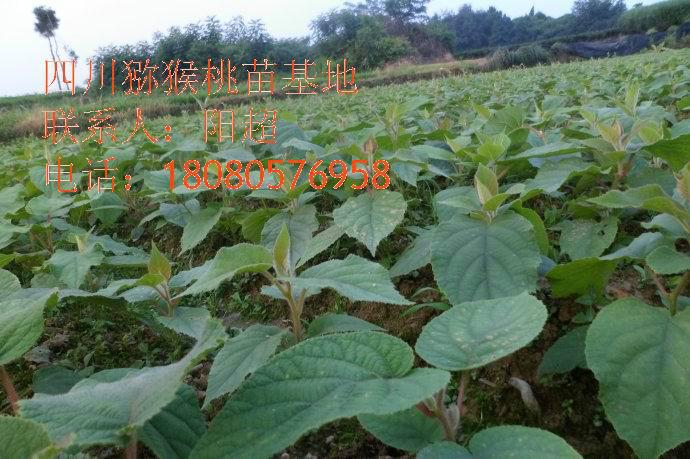 供應(yīng)四川雅安獼猴桃苗、紅陽(yáng)獼猴桃苗、四川邛崍建獼猴桃酒莊基地