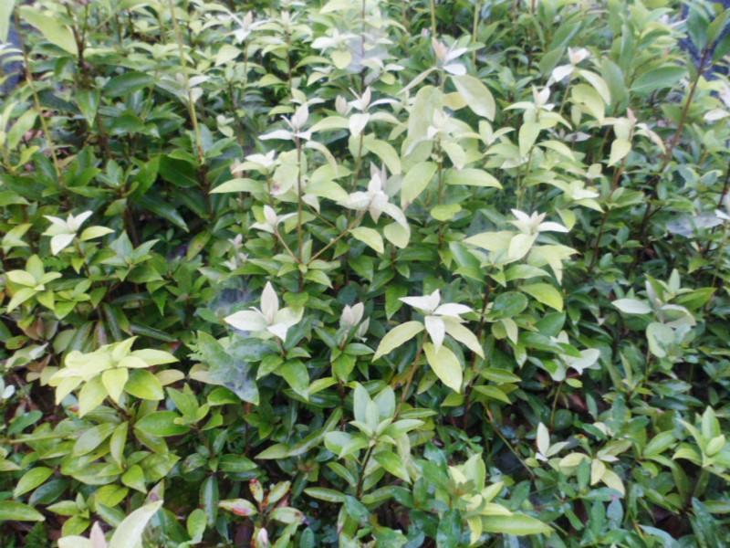 供應(yīng)*茶、*茶樹、*茶苗、四川*茶苗基地