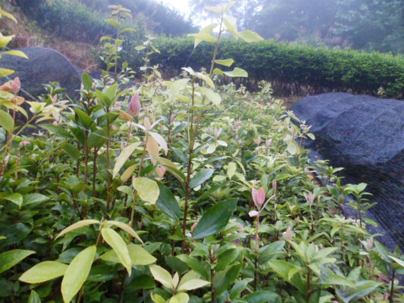 供應(yīng)*茶、*茶樹、*茶苗、四川*茶苗基地