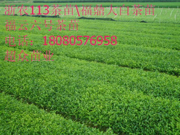 供應(yīng)湖北湖南茶葉苗、福鼎大白茶苗、名選131茶苗、烏牛早茶苗