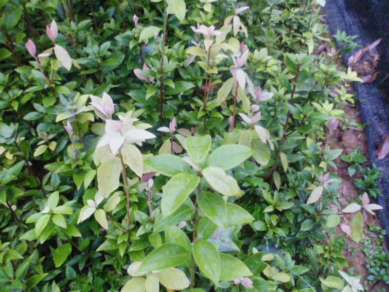 供應(yīng)老蔭茶、成都*茶苗、樂(lè)山*茶苗、