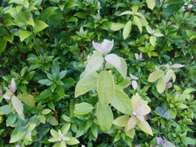 供應(yīng)*茶、*茶樹、*茶苗、四川*茶苗基地