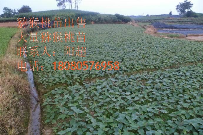 供應(yīng)四川貴州獼猴桃苗水城獼猴桃苗、六盤水獼猴桃苗