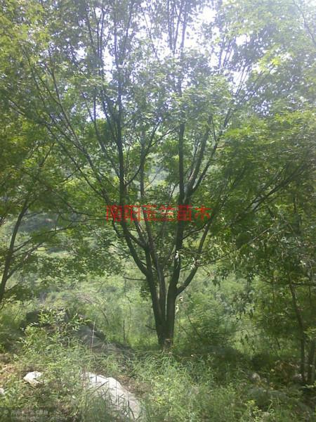 供應(yīng)淄博五角楓苗，淄博五角楓苗基地，淄博五角楓苗價(jià)格